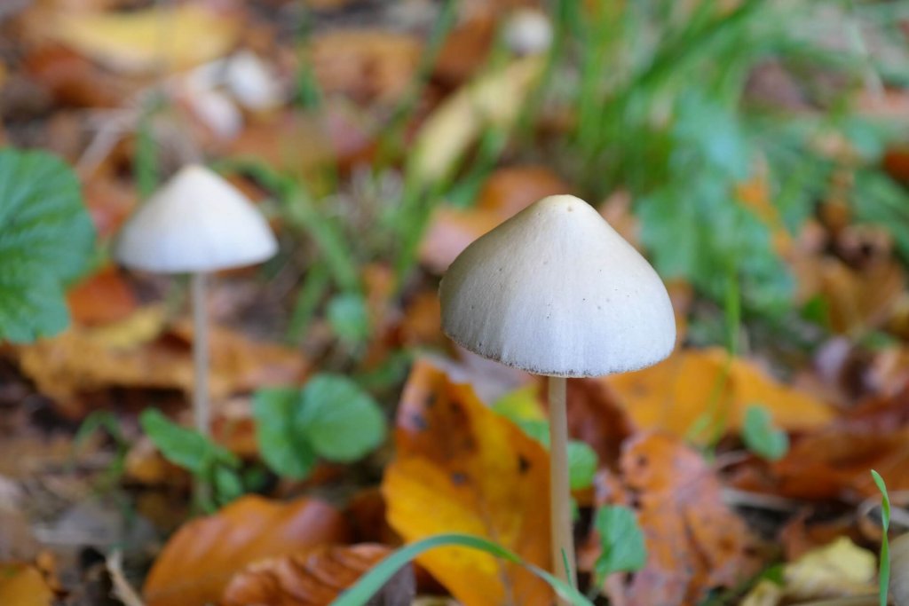 A photo of some magic mushrooms to represent the topic of the article - The Unusual Link Between Drug-Induced Psychosis And My Anxieties