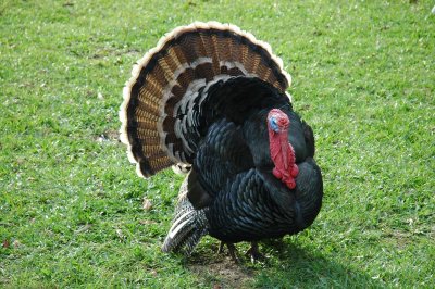 A picture of a turkey to represent going cold turkey