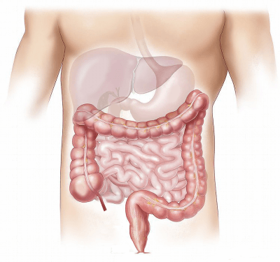 An image of the gastrointestinal and digestive tract to represent the topic of the article - My Experience Of The Gastrointestinal Appointment