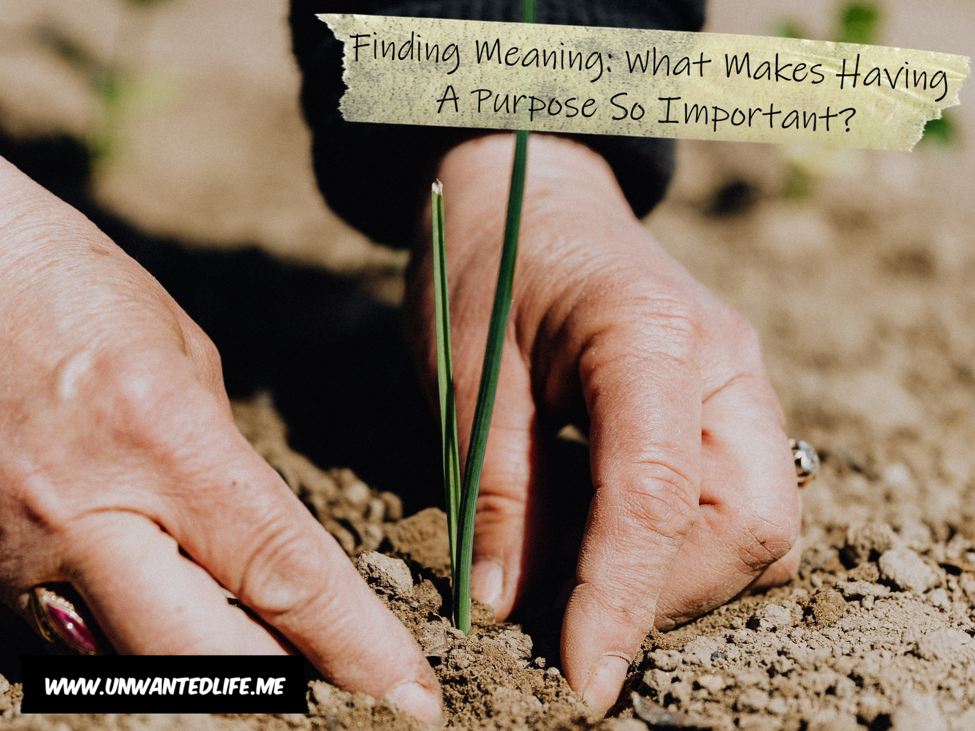 An image of a person planting a small green plant in the ground to represent the topic of the article - Finding Meaning: What Makes Having A Purpose So Important?
