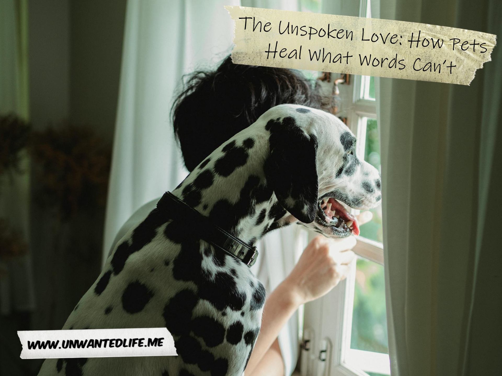 A photo of a person and their dalmatian dog looking out of the window together to represent the topic of the article - The Unspoken Love: How Pets Heal What Words Can’t