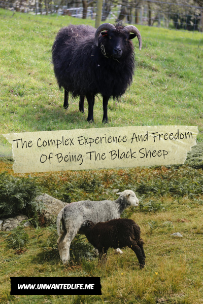 The picture is split in two, with the top image being of a lone black sheep. The bottom image being of a black lamp suckling off it's white sheep mother. The two images are separated by the article title - The Complex Experience And Freedom Of Being The Black Sheep